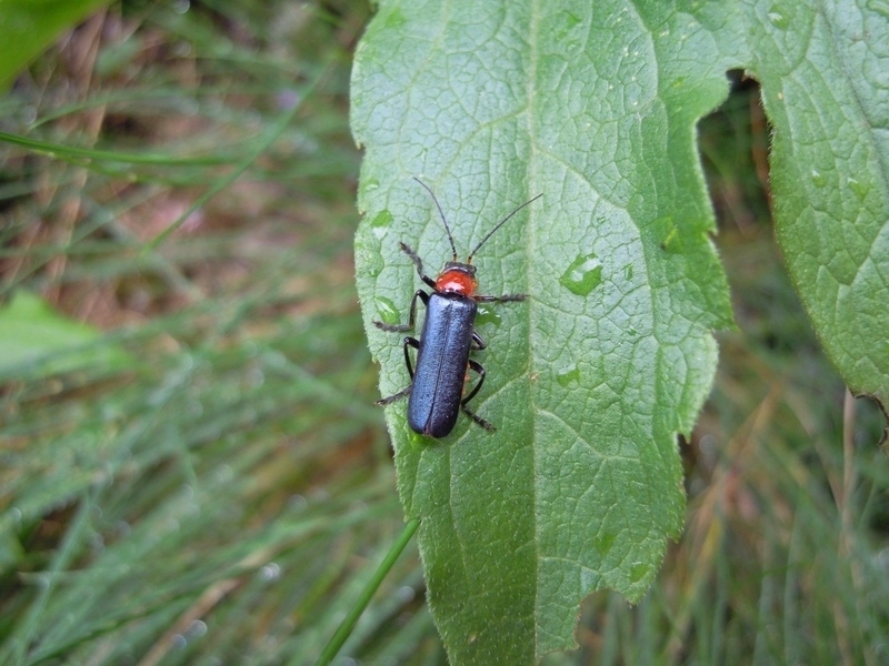 Ancistronycha abdominalis, Cantharidae